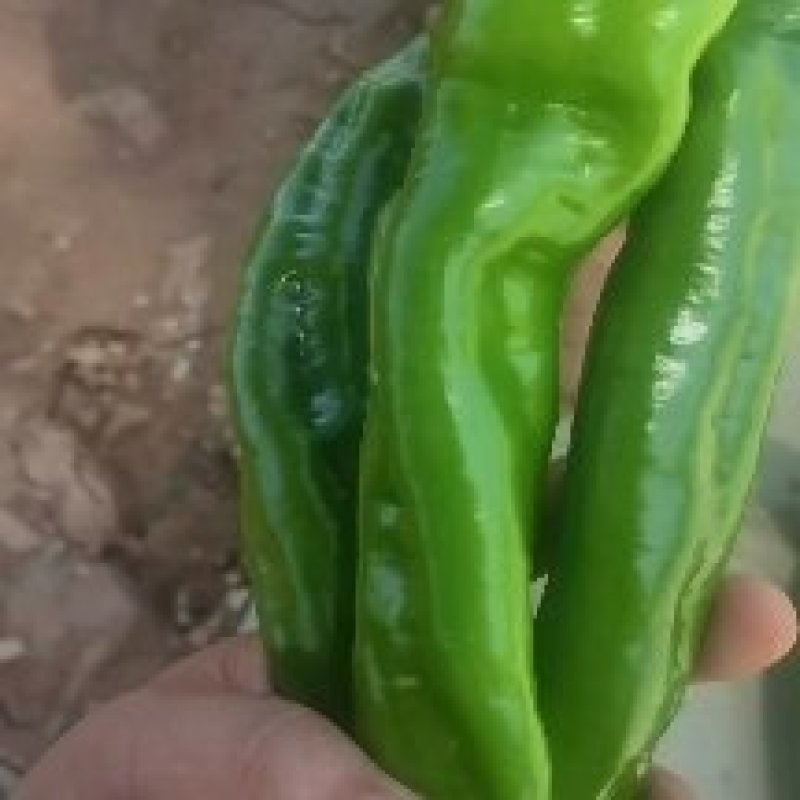 精品薄皮陇椒奥陇18号一手货源批发价格美丽全国发货！