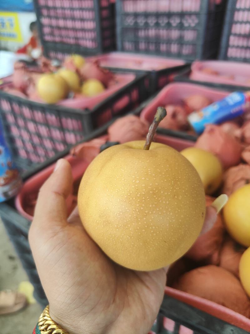 砀山精品圆黄，口感甜美大量供应，诚信合作需要的老板联系。