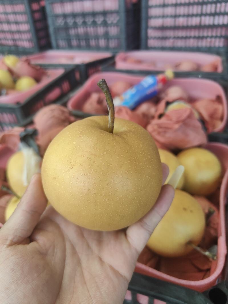 砀山精品圆黄，口感甜美大量供应，诚信合作需要的老板联系。
