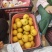砀山精品圆黄,口感甜美大量供应,诚信合作需要的老板联系。