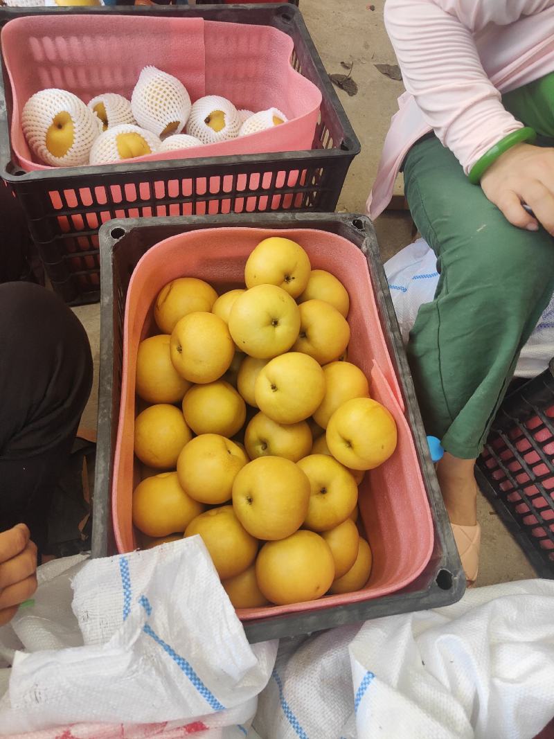 砀山精品圆黄，口感甜美大量供应，诚信合作需要的老板联系。