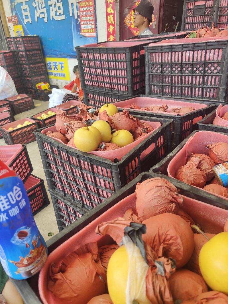 砀山精品圆黄，口感甜美大量供应，诚信合作需要的老板联系。