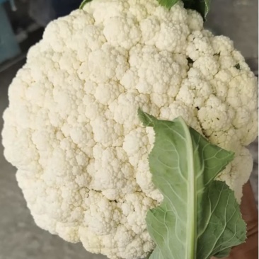【复购多】有机花菜松花菜青梗白面走市场商超代发全国