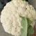 【复购多】有机花菜松花菜青梗白面走市场商超代发全国