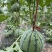 产地直销，精品白籽小吊瓜