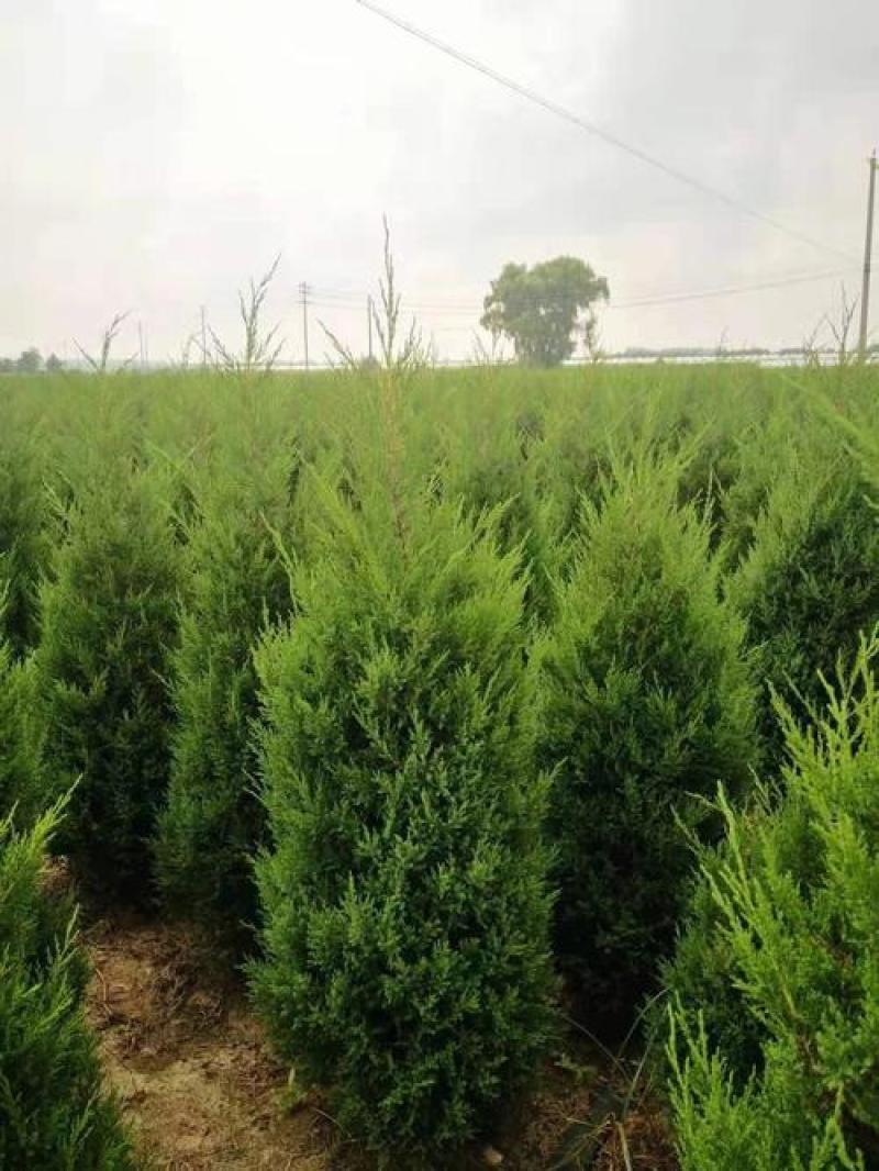 塔柏塔柏苗桧柏桧柏苗龙柏龙柏树苗各种规格