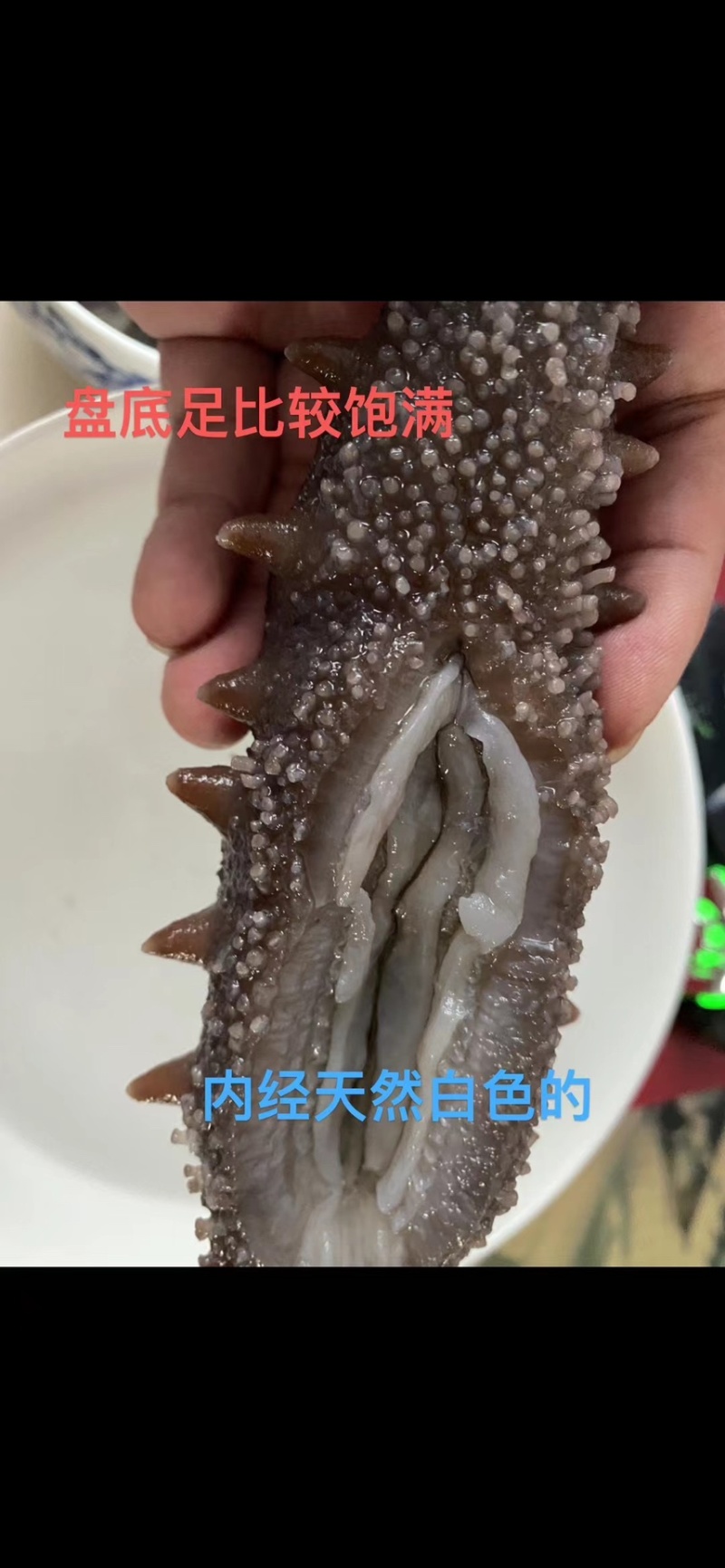 冷蒸高品质大连即食海参，鲜食海参工厂直发