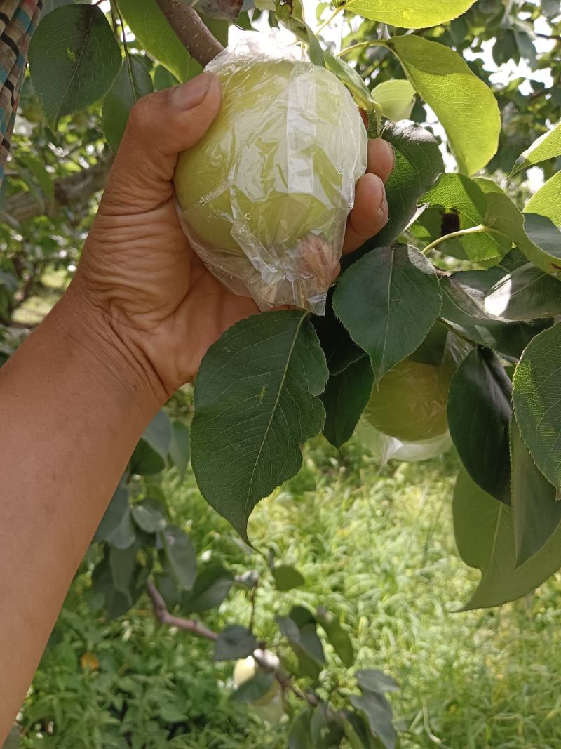 膜袋皇冠梨冷库