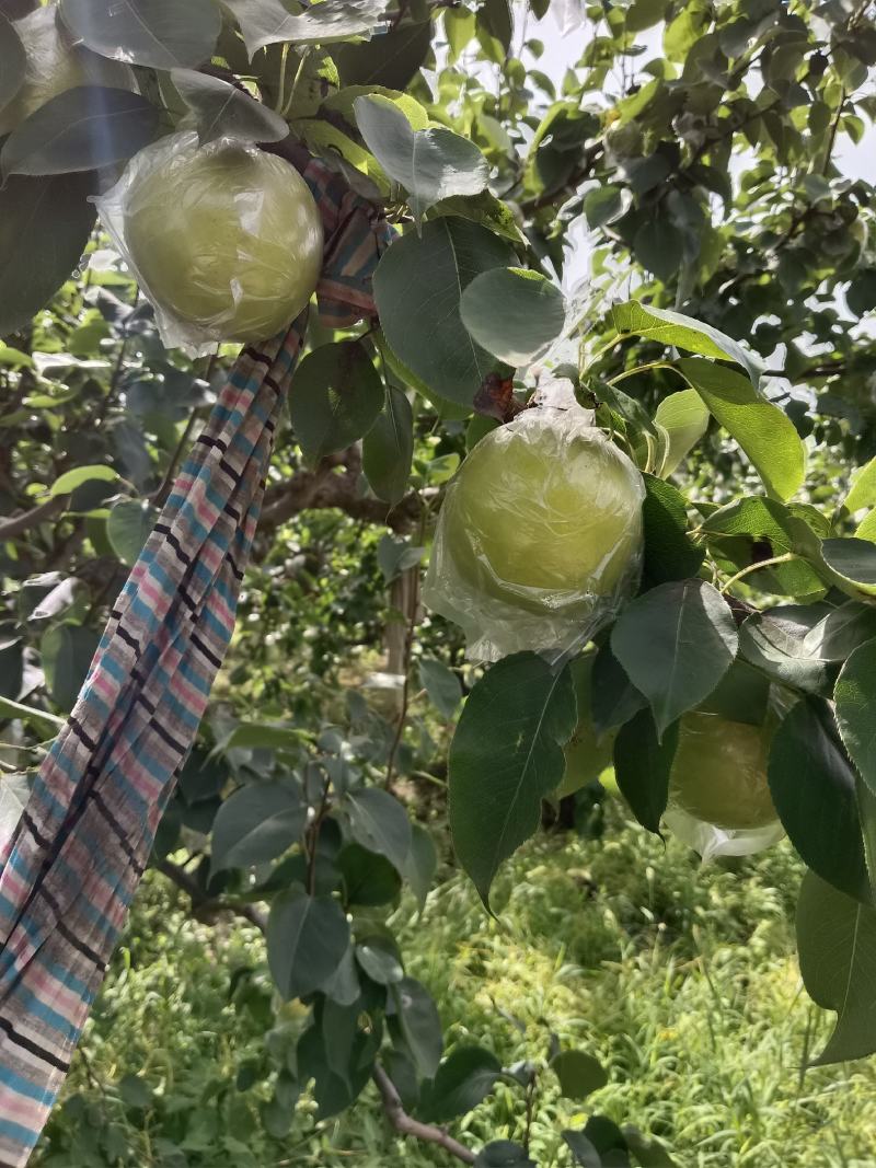 膜袋皇冠梨冷库