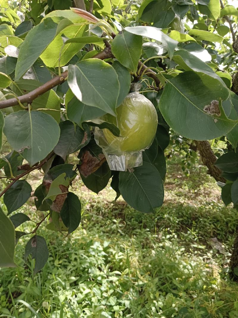 膜袋皇冠梨冷库