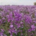 二月兰花种子四季种易活二月兰花籽多年生宿根诸葛菜种子耐阴