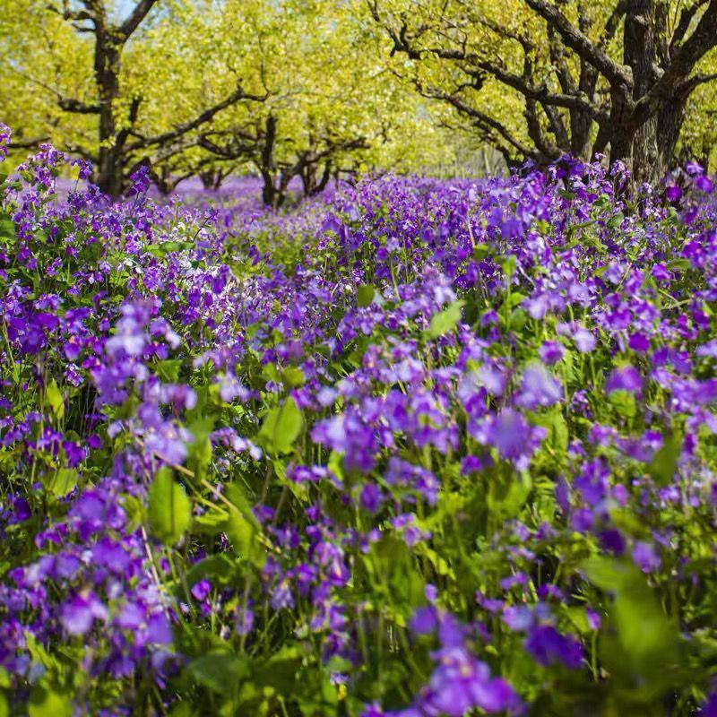 二月兰花种子四季种易活二月兰花籽多年生宿根诸葛菜种子耐阴