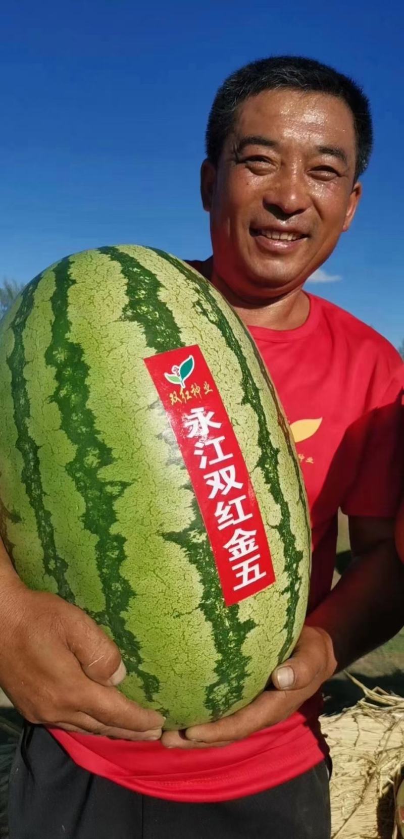 红星双五.金城五号.起挂车.包质量.口感甜.小范助农。