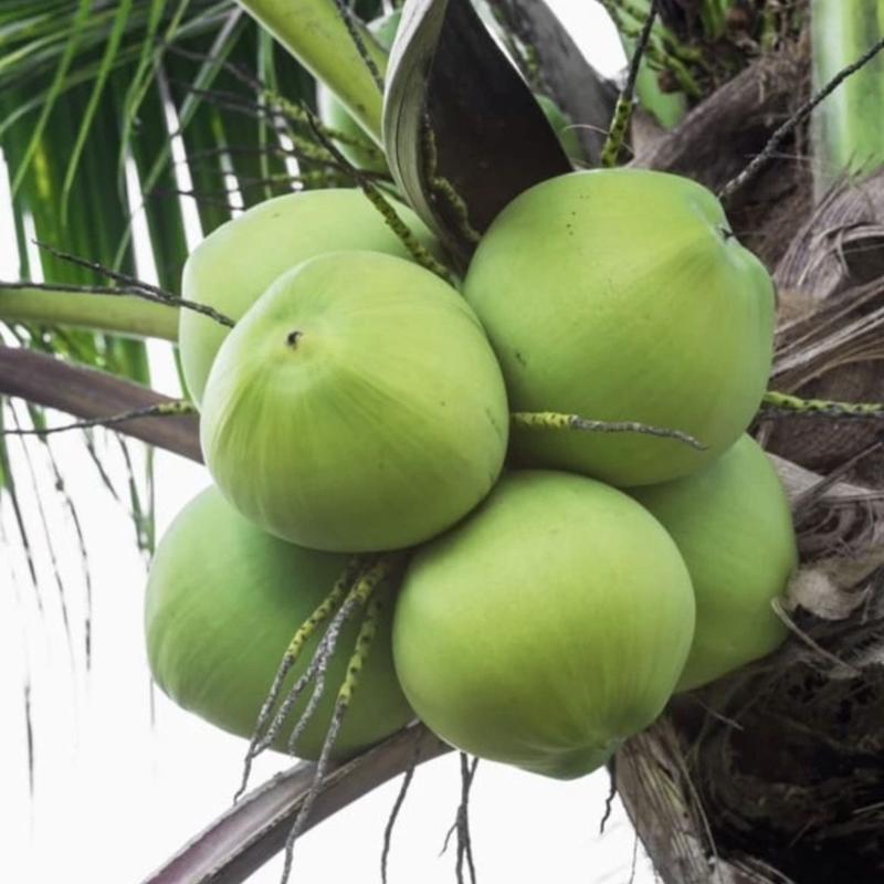 海南新鲜椰子带皮椰子天然当季正宗海南文昌椰子