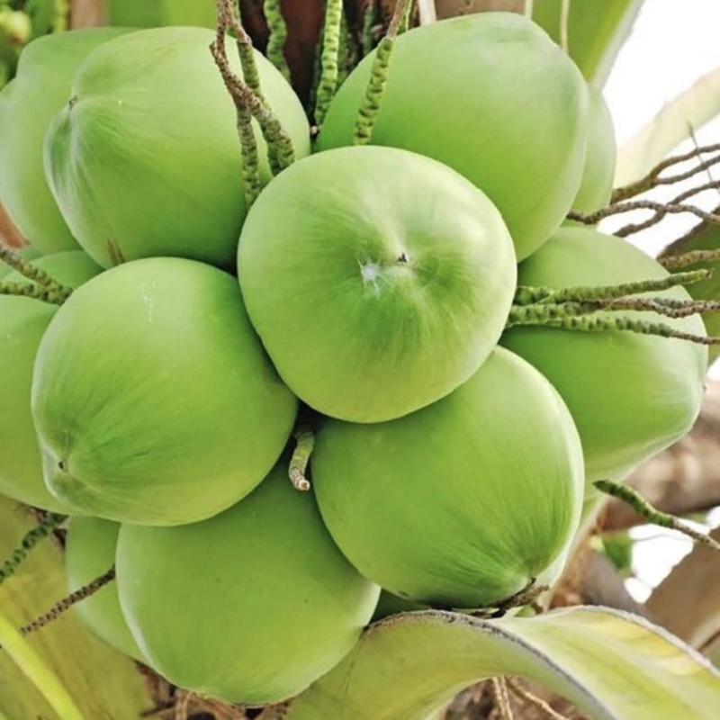 海南新鲜椰子带皮椰子天然当季正宗海南文昌椰子