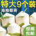 海南新鲜椰子带皮椰子天然当季正宗海南文昌椰子
