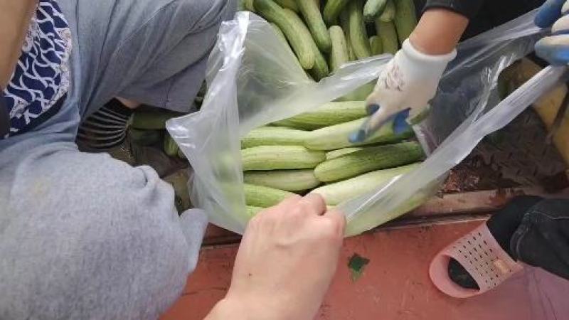 湖北恩施精品旱黄瓜，量大从优，产地直发，欢迎选购