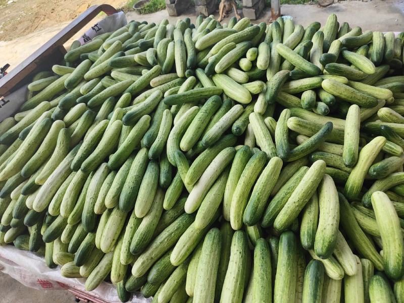 湖北恩施精品旱黄瓜，量大从优，产地直发，欢迎选购