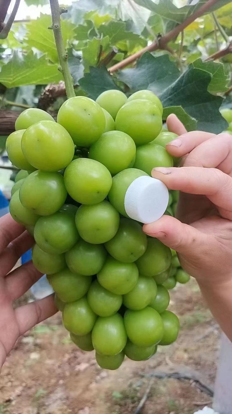阳光玫瑰葡萄，产地直供，一手货源，欢迎各地客商前来采购