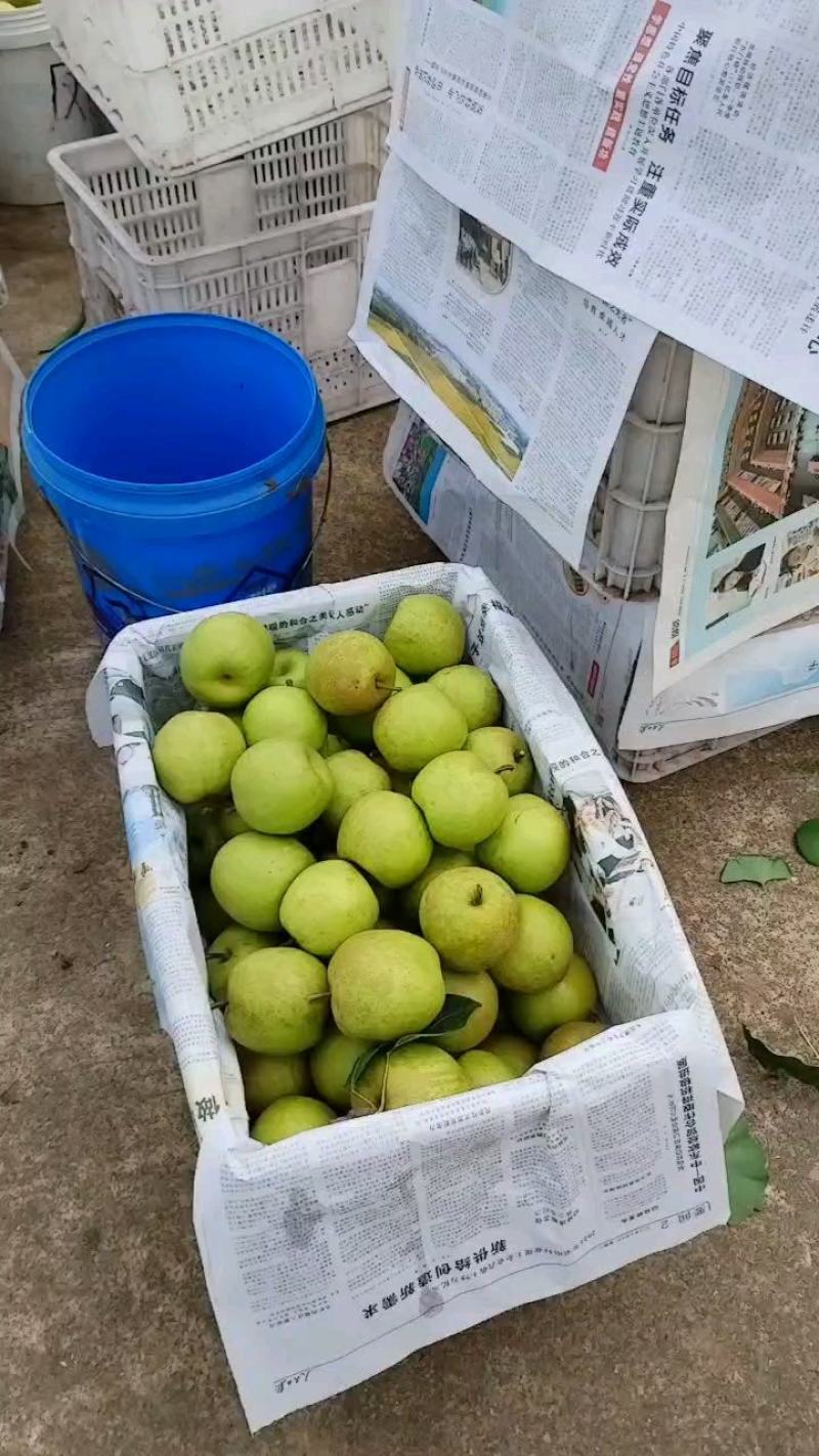 【精品】四川苍溪翠冠梨大量上市脆甜多汁可发全国