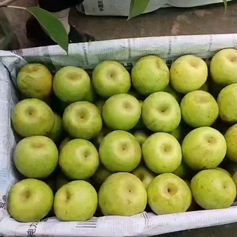 【精品】四川苍溪翠冠梨大量上市脆甜多汁可发全国