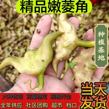 统货菱角，大个，白净，种植基地，货量稳定，支持分洗