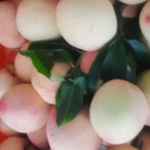 白花桃皮球桃大量出售