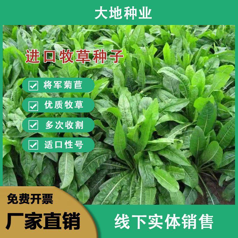 将军菊苣种子大叶菊苣种子多年生四季牧草种子猪牛羊鸡鸭鹅鱼