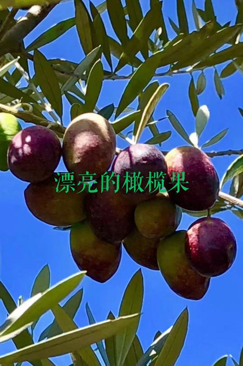 榄枝橄榄红酒原浆原汁低度果酒500ml送礼聚餐宴席必备