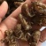 蝉蜕中药材正品精选蝉蜕野生土蝉蜕特级水洗可磨蝉蜕粉知了猴