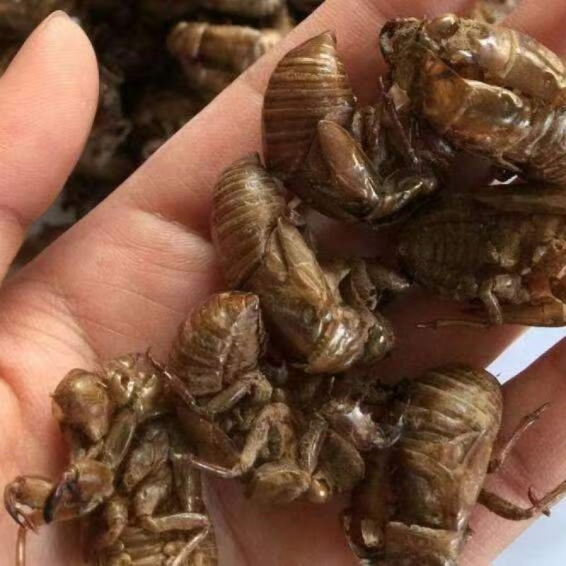蝉蜕中药材正品精选蝉蜕野生土蝉蜕特级水洗可磨蝉蜕粉知了猴