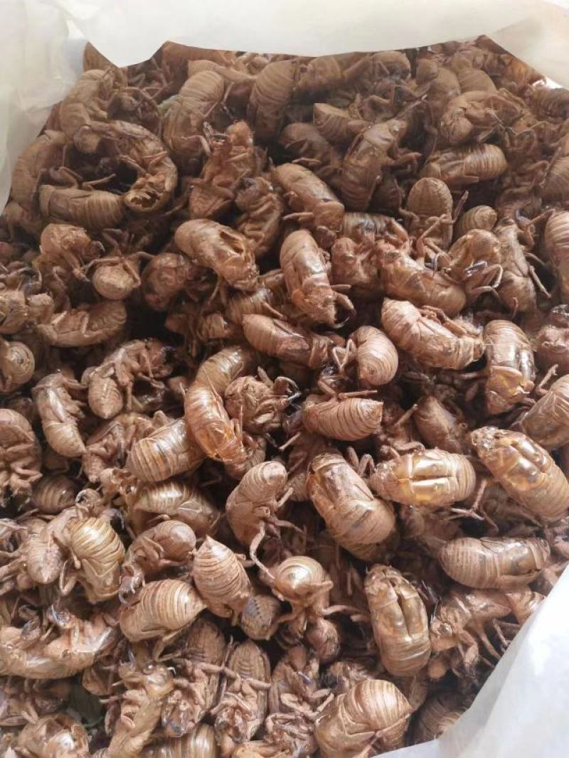 蝉蜕中药材正品精选蝉蜕野生土蝉蜕特级水洗可磨蝉蜕粉知了猴