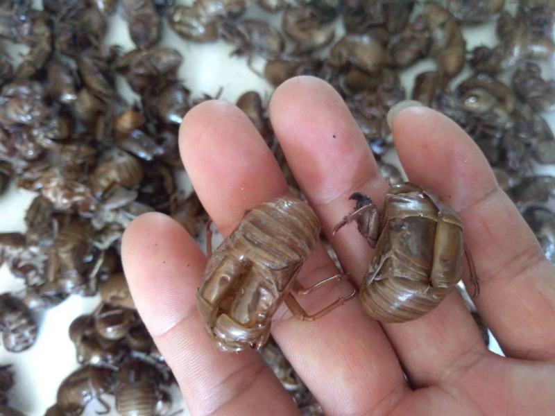 蝉蜕中药材正品精选蝉蜕野生土蝉蜕特级水洗可磨蝉蜕粉知了猴