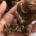 蝉蜕中药材正品精选蝉蜕野生土蝉蜕特级水洗可磨蝉蜕粉知了猴