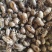 蝉蜕中药材正品精选蝉蜕野生土蝉蜕特级水洗可磨蝉蜕粉知了猴