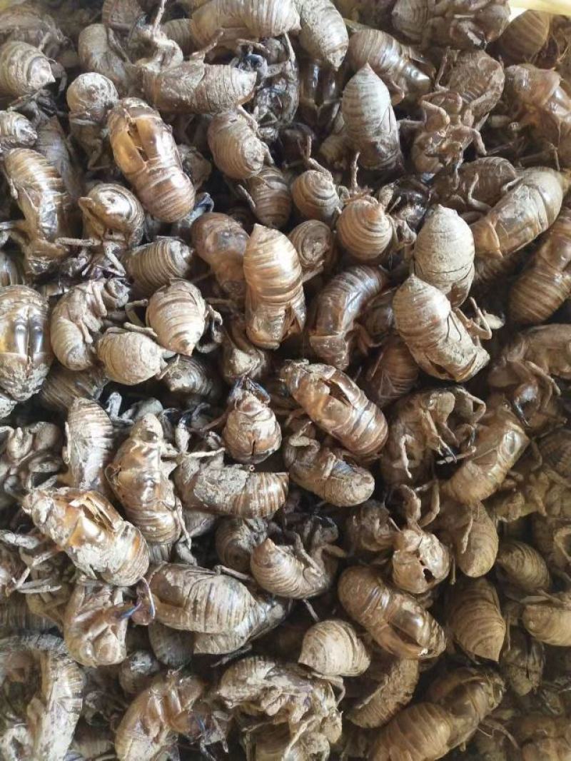 蝉蜕中药材正品精选蝉蜕野生土蝉蜕特级水洗可磨蝉蜕粉知了猴