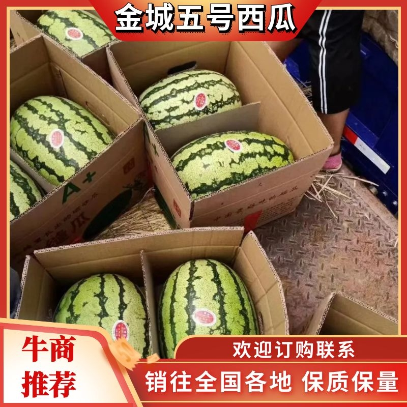 宁夏硒沙瓜，石头瓜产地直发全国代发市场欢迎来电咨询