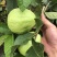 《精选》广东芭乐/珍珠番石榴基地大量现货供应全国发货
