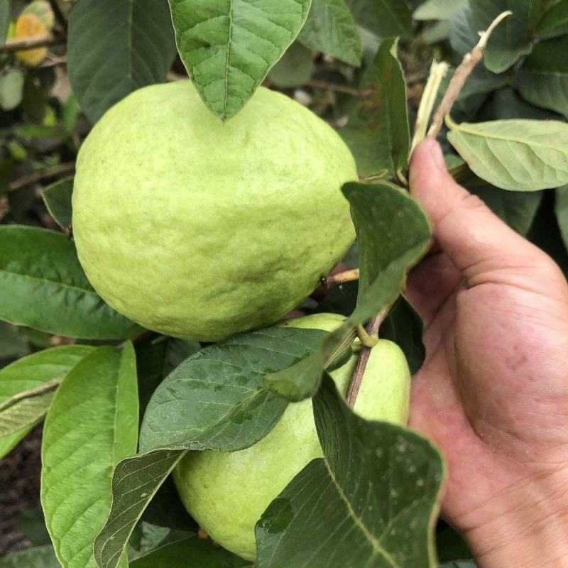 《精选》广东芭乐/珍珠番石榴基地大量现货供应全国发货