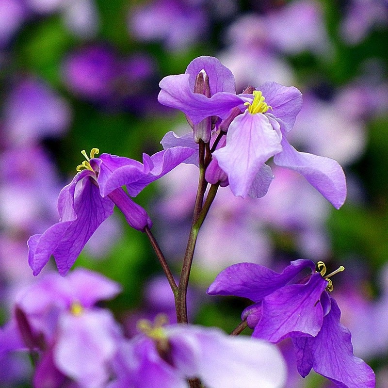 二月兰种子花籽诸葛菜二月蓝多年生宿根二月兰花庭院耐寒耐阴