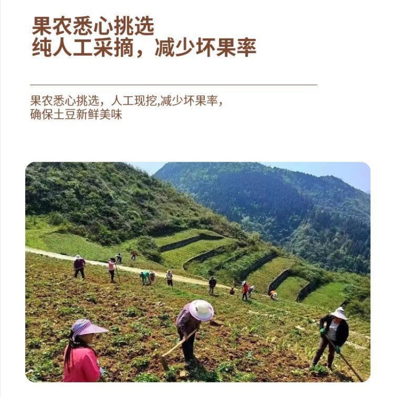 贵州四格乌洋芋