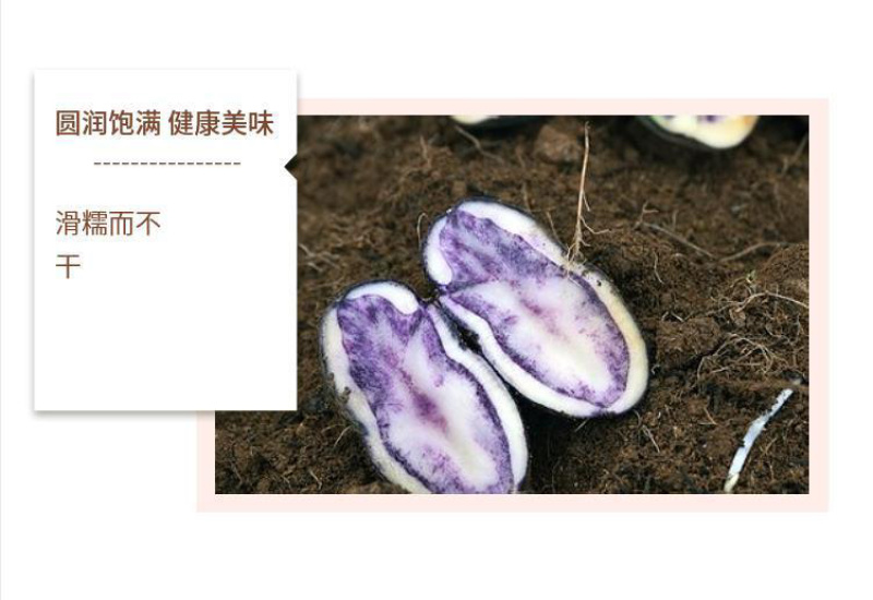 贵州四格乌洋芋