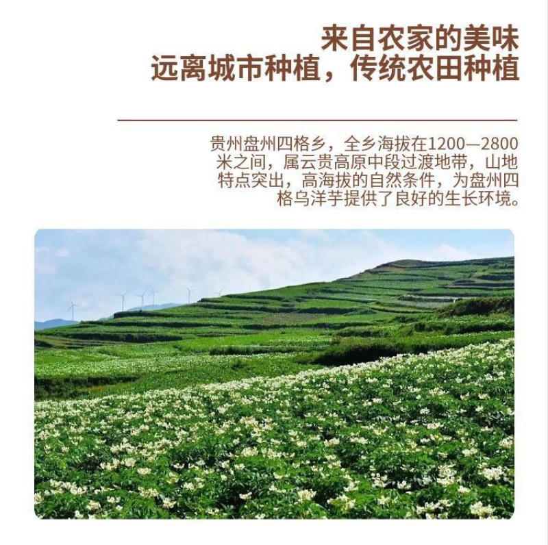 贵州四格乌洋芋