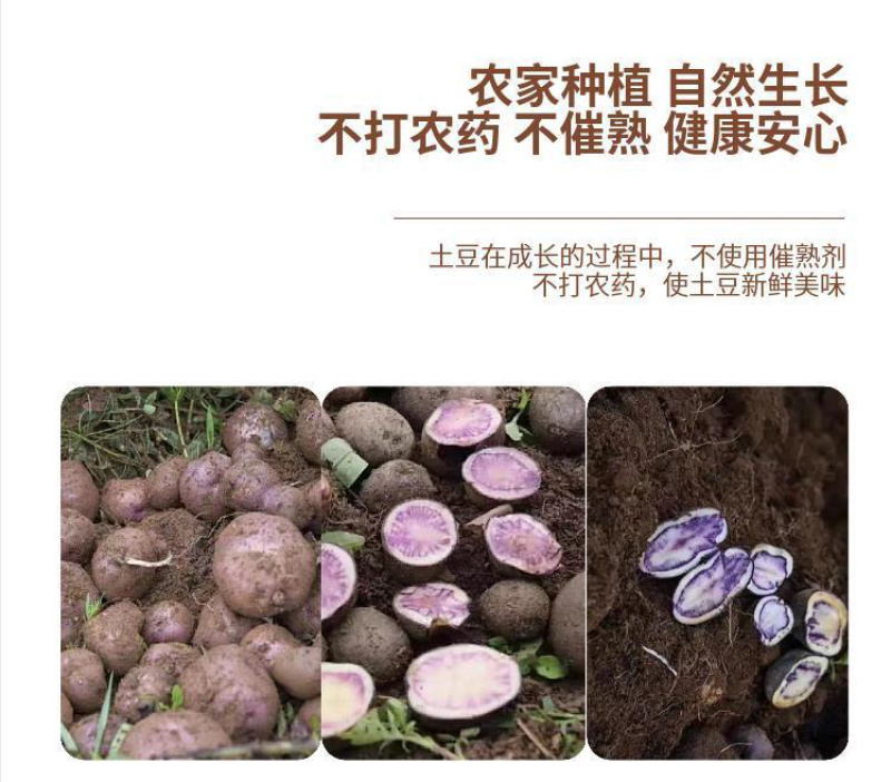 贵州四格乌洋芋