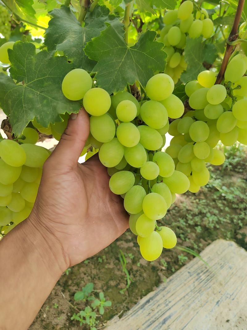 冷棚维多利亚葡萄大量上市口感好产区直销