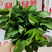 广东荔湾区170高脚红盆精品绿萝基地直供价格优惠