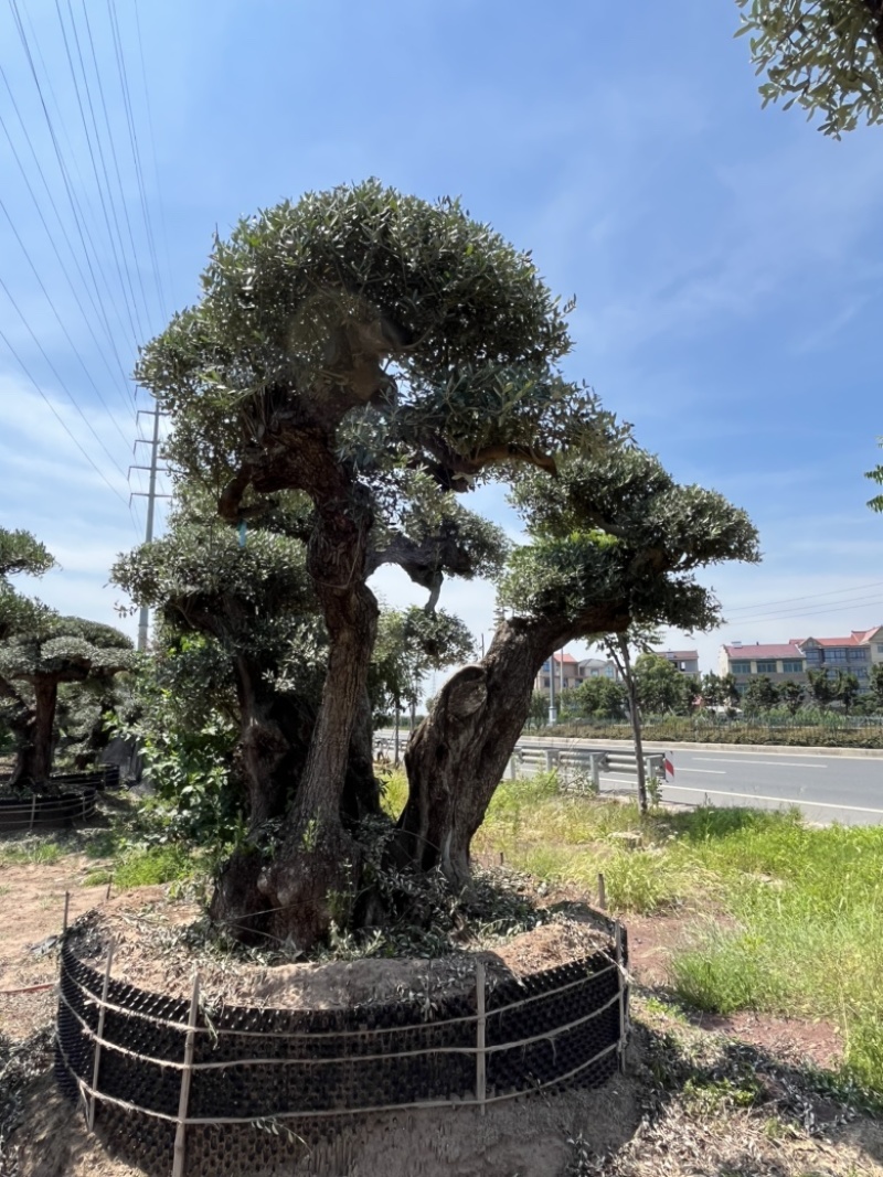 西班牙进口景观橄榄树，易成活生命强，还会结果。