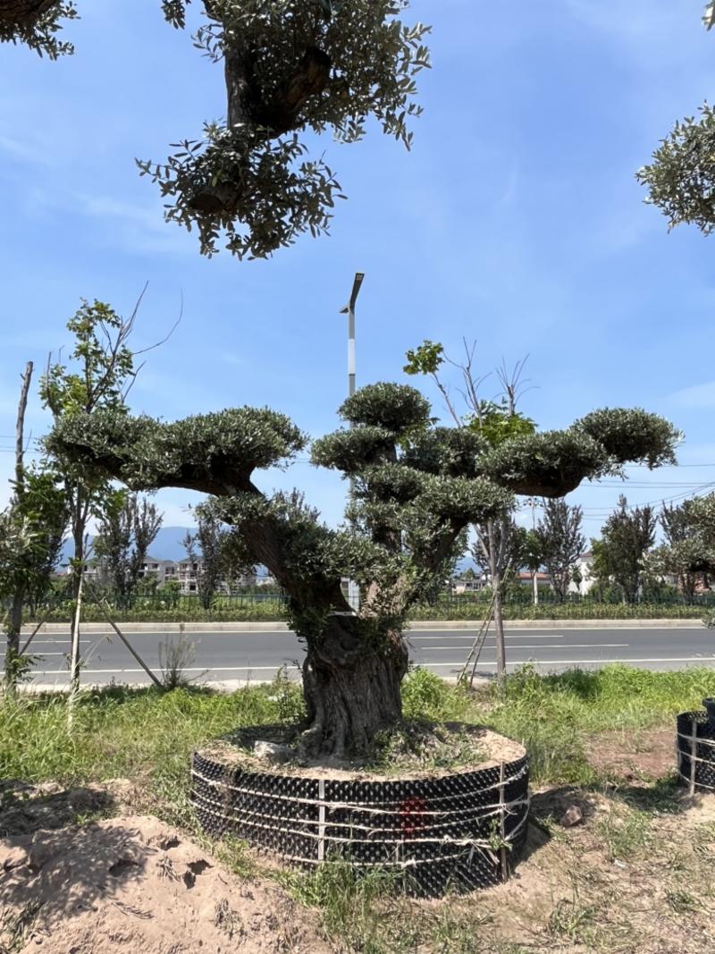 西班牙进口景观橄榄树，易成活生命强，还会结果。