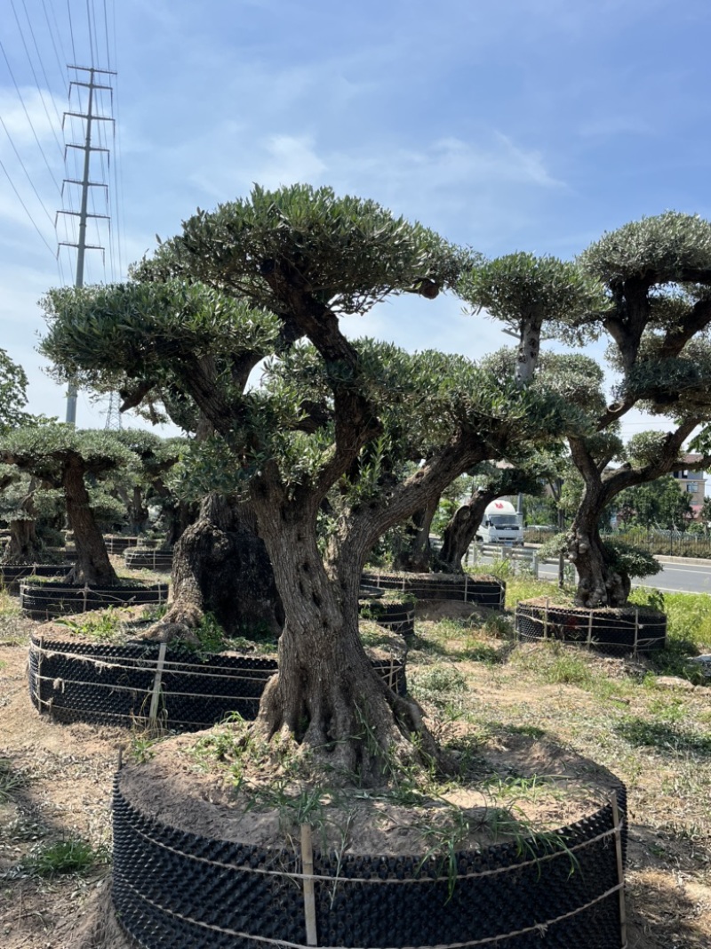 西班牙进口景观橄榄树，易成活生命强，还会结果。