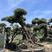 西班牙进口景观橄榄树，易成活生命强，还会结果。